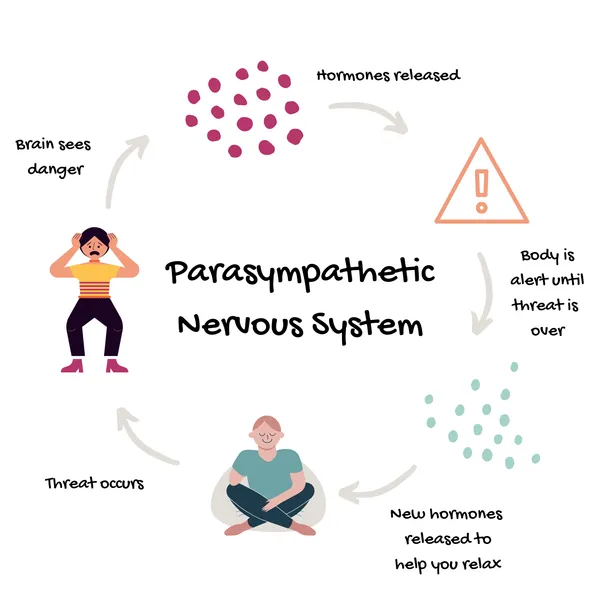 Parasympatheticsystem